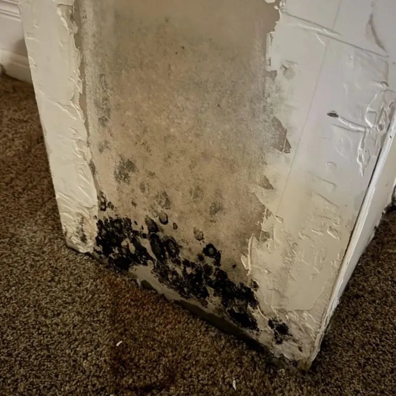 Professional Mold Removal in Walling, TN